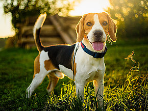 mera petfood hunderassen beagle mera petfood hunderassen beagle