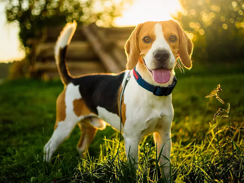 mera petfood hunderassen beagle