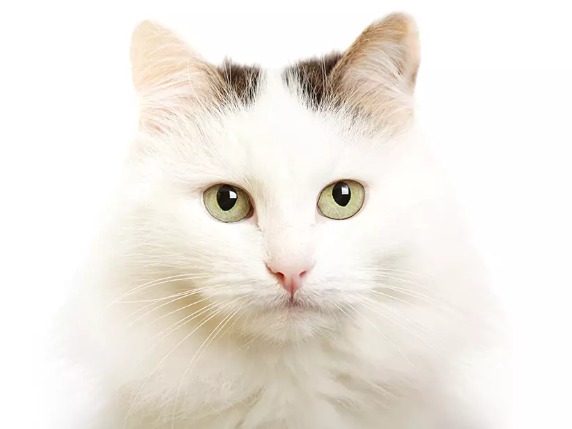 Katzenrasse Turkish Van