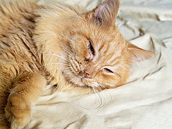 mera Katzenratgeber - Katzenschnupfen mera Katzenratgeber - Katzenschnupfen