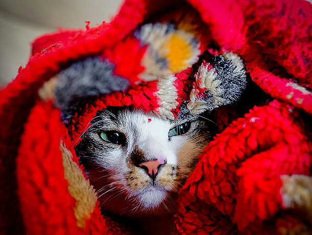 Katze liegt eingekuschelt in einer roten Decke 