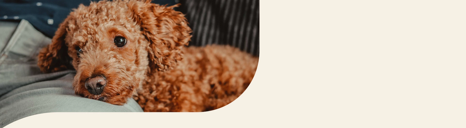 Pudel Info Banner