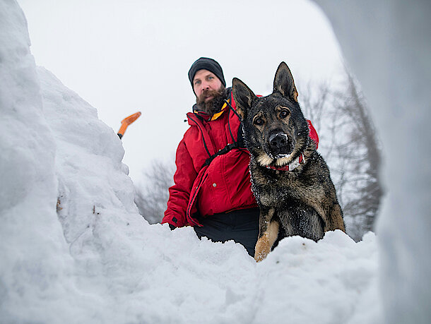 Schäferhund schaut in ein Schneeloch Schäferhund schaut in ein Schneeloch