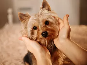 mera Hunderasse Yorkshire Terrier