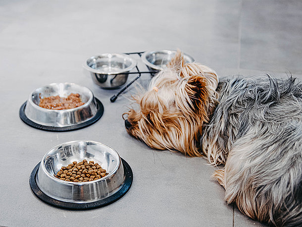 Hund frisst nicht Hund frisst nicht