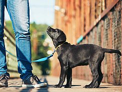 Distanztreining, was ist zu beachten