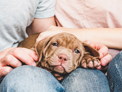 mera Ratgeber Tierschutz 