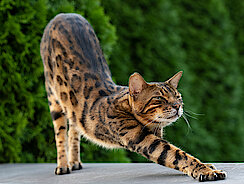 mera Petfood Katzenratgeber - Cat Agility