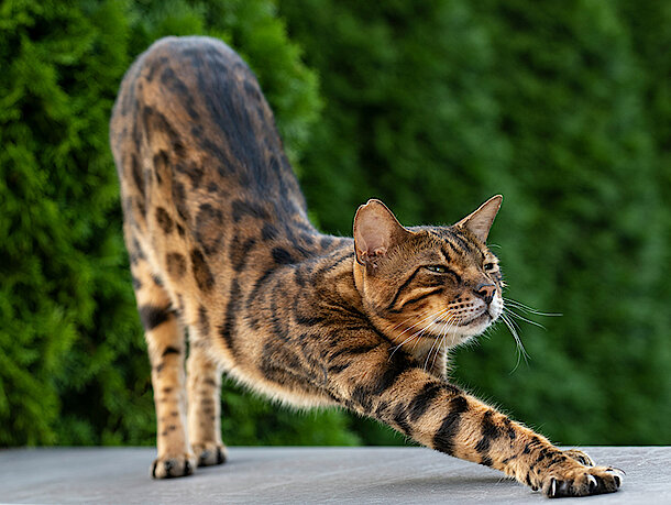 mera Petfood Katzenratgeber - Cat Agility