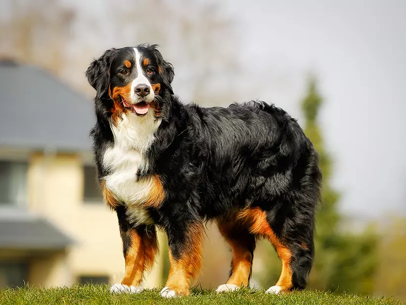 Berner Sennenhund Berner Sennenhund
