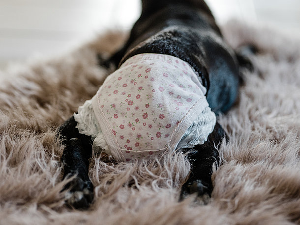 mera Hunderatgeber - Läufigkeit beim Hund mera Hunderatgeber - Läufigkeit beim Hund