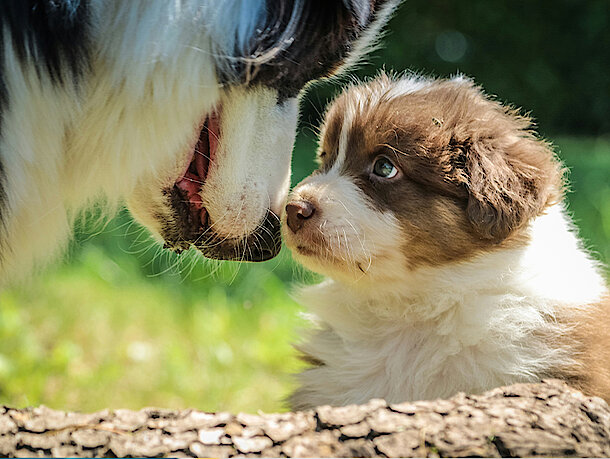 mera Hunderatgeber - Läufigkeit beim Hund