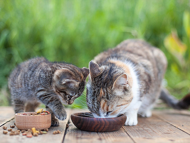 mera Ratgeber- Kitten richtig füttern mera Ratgeber- Kitten richtig füttern