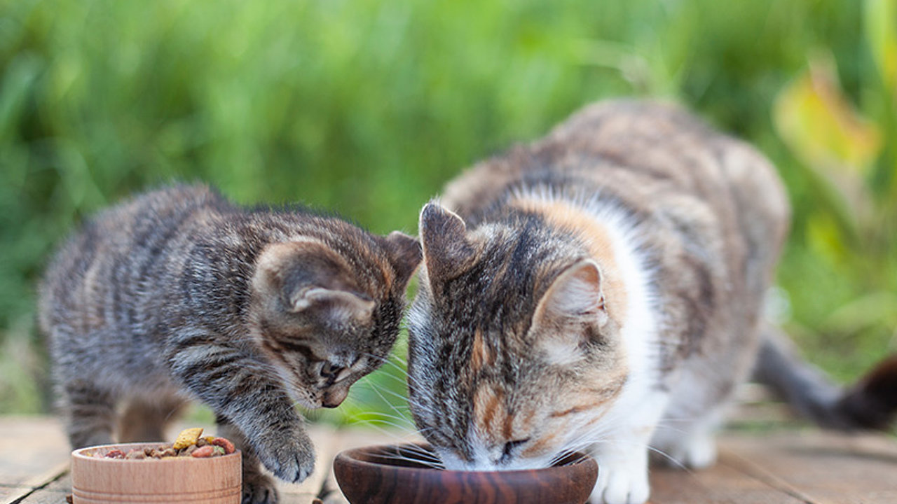 Können Kitten Auch Normales Futter Fressen Kitten richtig füttern - mera - The Petfood Family