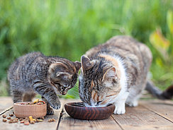 mera Ratgeber- Kitten richtig füttern mera Ratgeber- Kitten richtig füttern