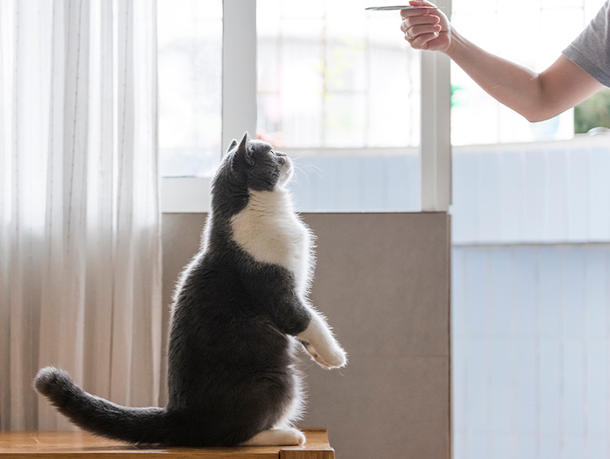 mera Petfood Katzenratgeber - Cat Agility mera Petfood Katzenratgeber - Cat Agility