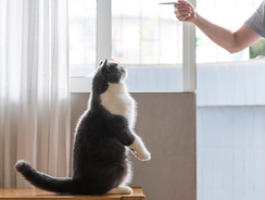 mera Petfood Katzenratgeber - Cat Agility mera Petfood Katzenratgeber - Cat Agility