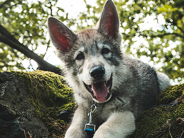 Hund liegt im grünen und schaut glücklich in die Kamera Hund liegt im grünen und schaut glücklich in die Kamera