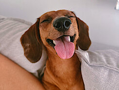 Hund hat die Augen zu und grinst 