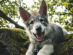 Hund liegt im grünen und schaut glücklich in die Kamera 