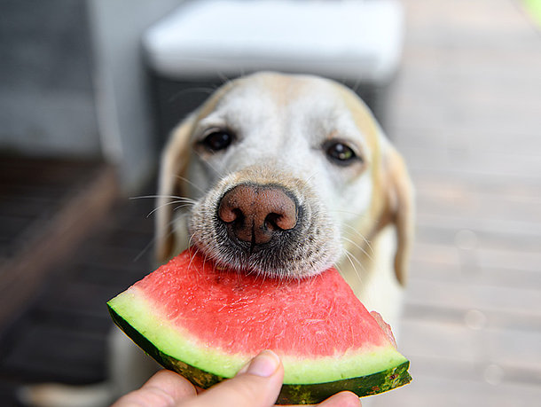 Hund mit einer Melone im Mund