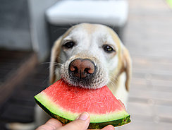 Hund mit einer Melone im Mund