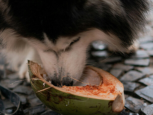Hund leckt Kokosnuss aus Hund leckt Kokosnuss aus