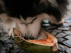 Hund leckt Kokosnuss aus Hund leckt Kokosnuss aus