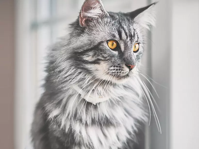 mera Katzenrassen Maine Coon mera Katzenrassen Maine Coon