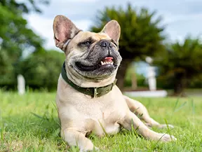 Hunderasse Französische Bulldogge