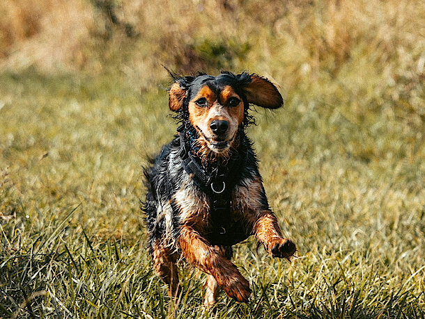 Hund rennt alleine über die Wiese Hund rennt alleine über die Wiese