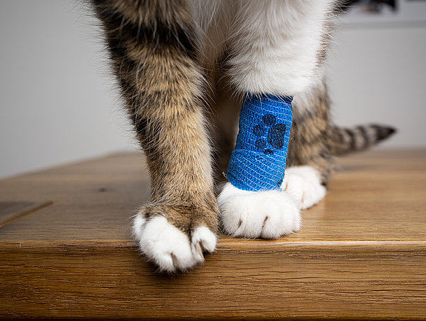 mera Petfood Katzenratgeber - Katzenversicherung mera Petfood Katzenratgeber - Katzenversicherung