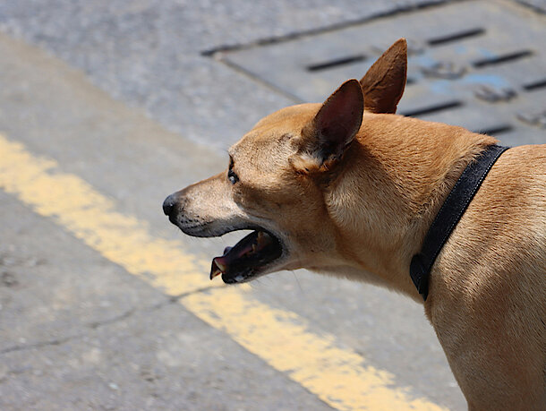 Hund liegt erschöpft auf dem Boden