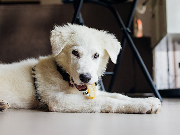 Hundewelpe mit einem Welpenleckerlie im Mund