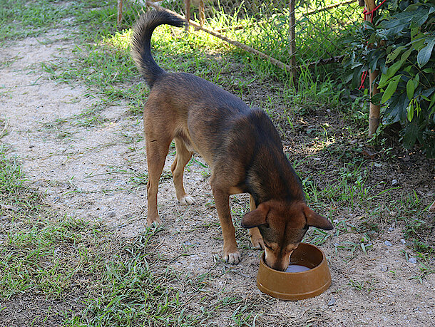Hund frisst draußen aus Napf Hund frisst draußen aus Napf