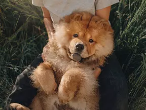 Hunderasse Chow Chow