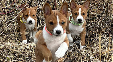 mera the Petfood Family Podcast Hundewelpen