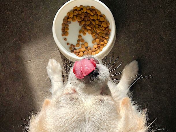 Welpe schleckt sich die Lippen vor dem Napf