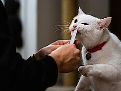 mera Petfood Katzenratgeber - Diabetes bei Katzen
