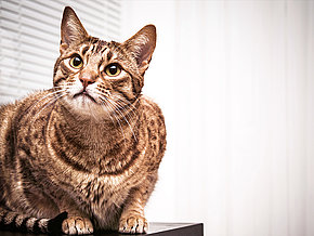 mera Katzenrassen Ocicat mera Katzenrassen Ocicat