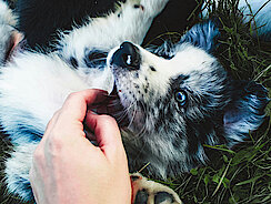 mera Petfood Family - Hunderatgeber Welpe beißt