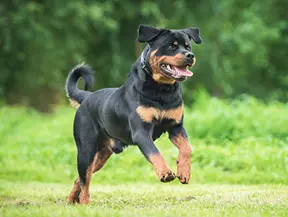 mera Hunderassen Rottweiler