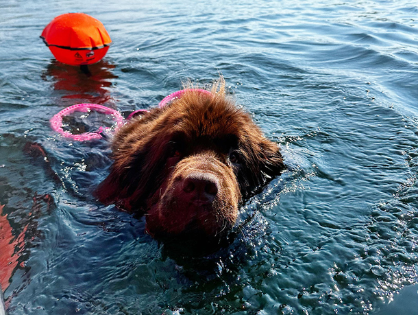mera Petfood Hunderatgeber - Wasserarbeit mit Hunden