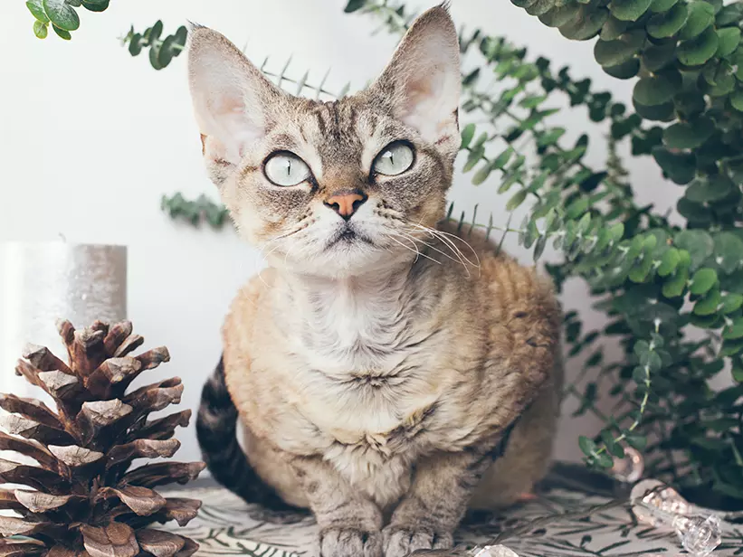 mera Katzenrassen German Rex mera Katzenrassen German Rex