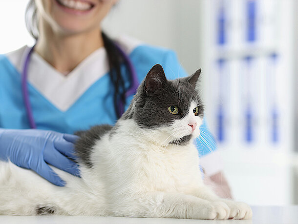 Katze liegt vor einer Arzthelferin 