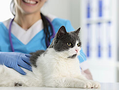 Katze liegt vor einer Arzthelferin Katze liegt vor einer Arzthelferin