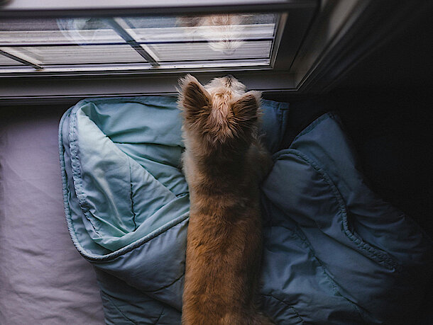 Welpe liegt auf einer Decke und guckt aus dem Fenster Welpe liegt auf einer Decke und guckt aus dem Fenster