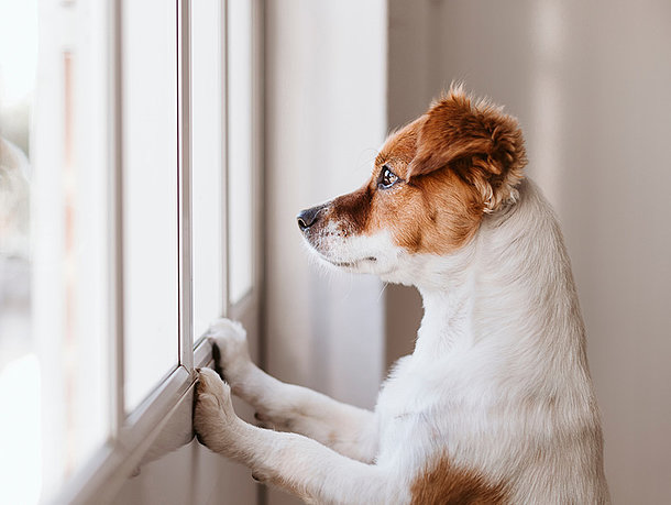 Hund schaut alleine aus dem Fenster