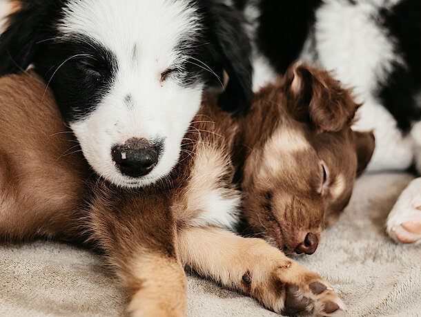 Zwei Hunde liegen mit dem Köpfen aufeinander Zwei Hunde liegen mit dem Köpfen aufeinander