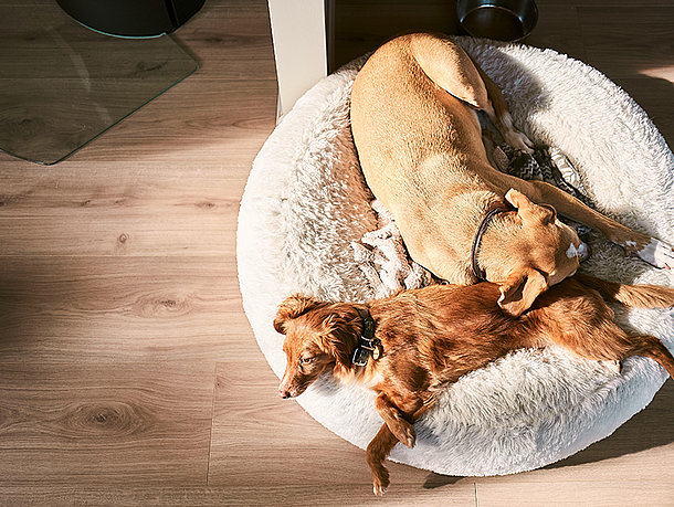 Zwei Hunde schlafen in einem Körbchen